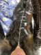 TS_Sakura07 (48) - Fetisist  Transsexual - Budapest - VIII. kerület - VIP